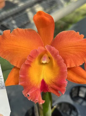 番茄雅韵堂Rlc. Duh's Miracle杜氏唯美1140303C卡特兰兰花洋兰