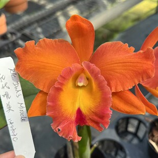 番茄雅韵堂Rlc. Duh's Miracle杜氏唯美1140303C卡特兰兰花洋兰