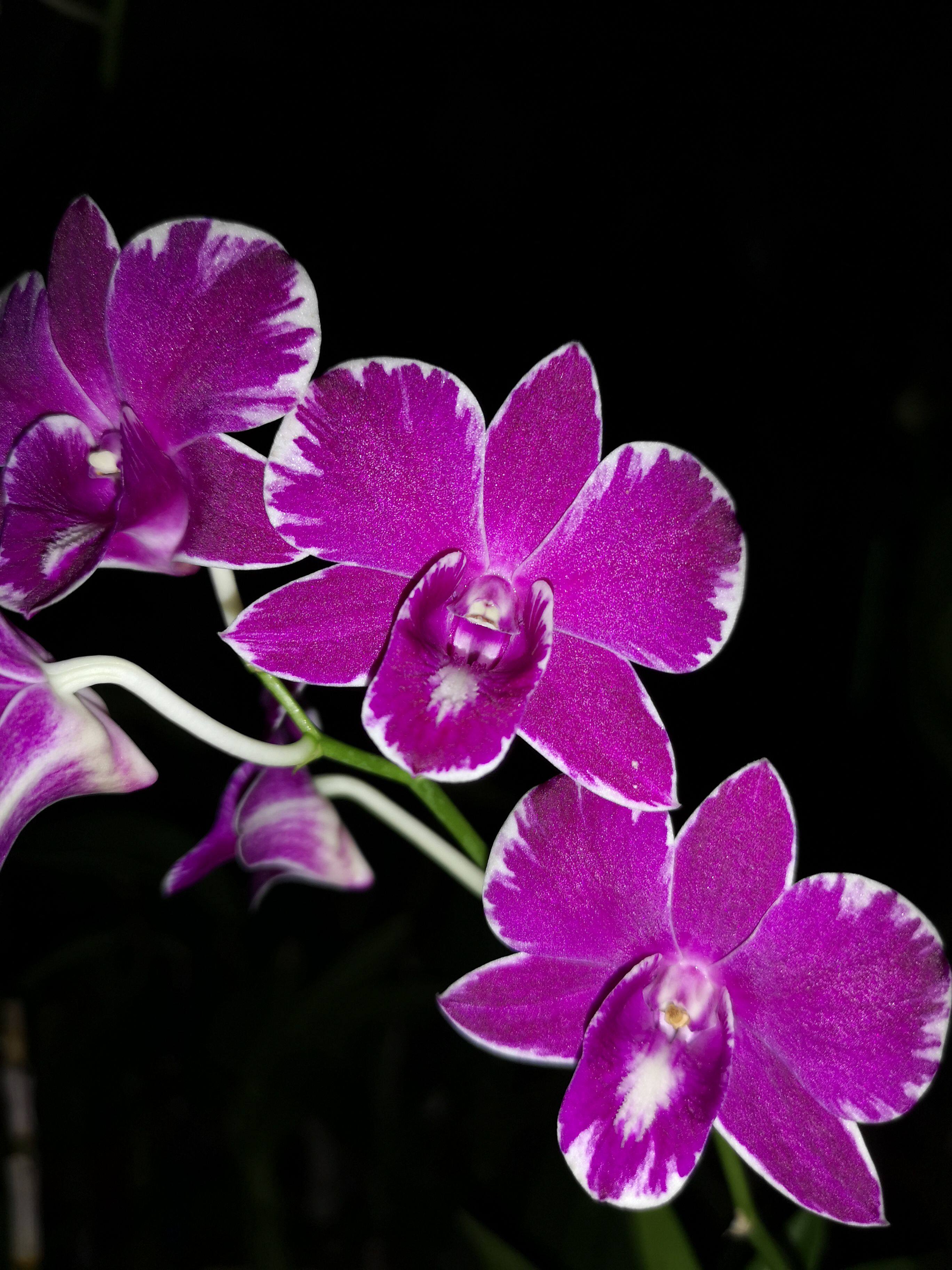 nopporn pink玉拖鞋泼墨石斛兰花秋石斛洋兰