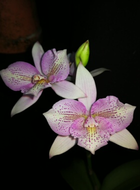 番茄雅韵堂 Clty. Chantilly Lace ‘ 圣代’处女兰交卡特兰花