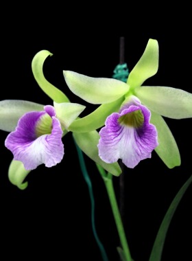 番茄雅韵堂独家主打C.Pink Marie‘暮山紫’清香卡特兰花洋兰