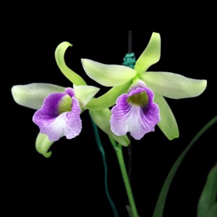 番茄雅韵堂独家主打C.Pink Marie‘暮山紫’清香卡特兰花洋兰