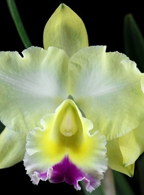 番茄雅韵堂Rlc.Memoria Floyd Irvin Bachrach 黄毛小丫头卡特兰