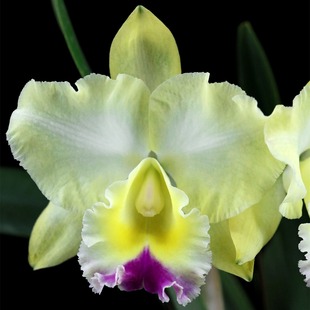 番茄雅韵堂Rlc.Memoria Floyd Irvin Bachrach 黄毛小丫头卡特兰