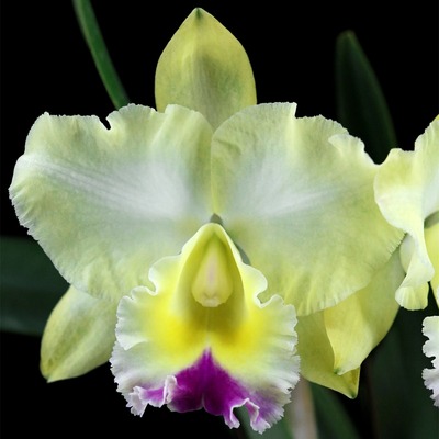 雅韵堂包邮大花鹅黄大花卡特兰香