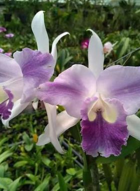 番茄雅韵堂c.purpurata X C.intermedia大花插角个体卡特兰花洋兰