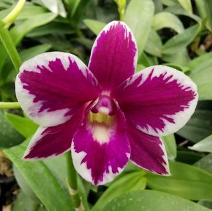 番茄雅韵堂Den.Burana Pink Sapphire超级玛丽亚红泼墨石斛兰花