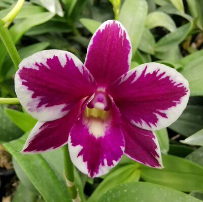 精选泼墨石斛雅韵堂包邮阳台兰花