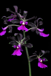 番茄雅韵堂Enccordigera varroseum玫瑰唇心脏形围柱兰树兰洋兰花