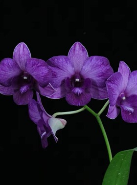 番茄雅韵堂Den.Burana Pink Sapphire mutation'紫烟泼墨石斛兰花