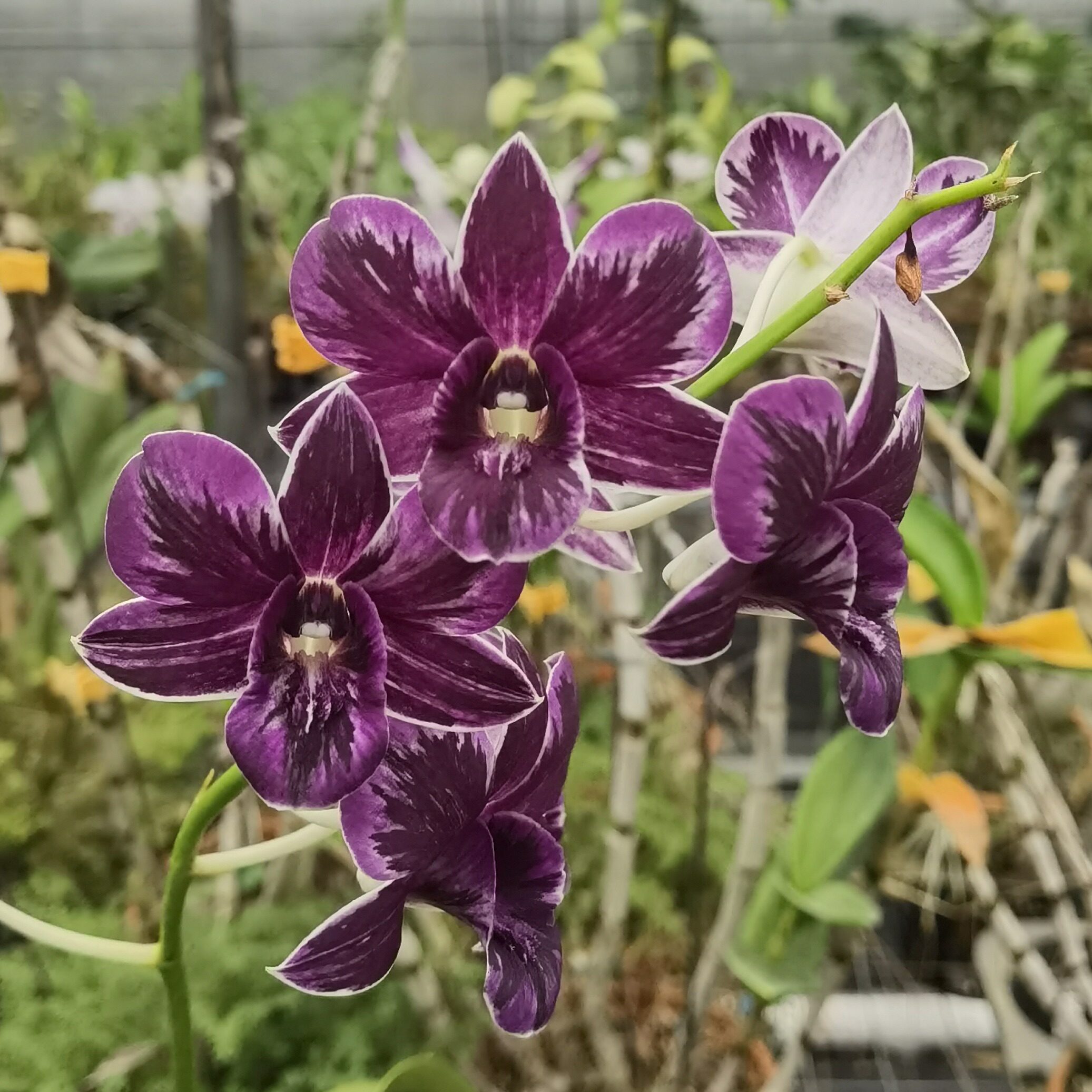 番茄雅韵堂Den. Blue Angel‘Black Pearl’黑珍珠 泼墨石斛兰