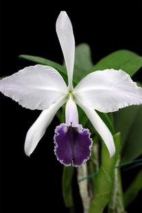 番茄雅韵堂C. warneri coerulea 高桥蓝色瓦涅妮原种卡特兰