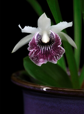 番茄雅韵堂Cochleathes amazonica f.s/a半白蜗壳兰花阳台洋兰香