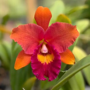 番茄雅韵堂杜氏皇家1013-3卡特兰花洋兰