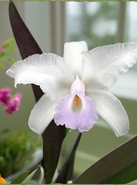 番茄雅韵堂C.lawrenceana delicata桃红唇劳伦斯原种卡特兰花洋兰