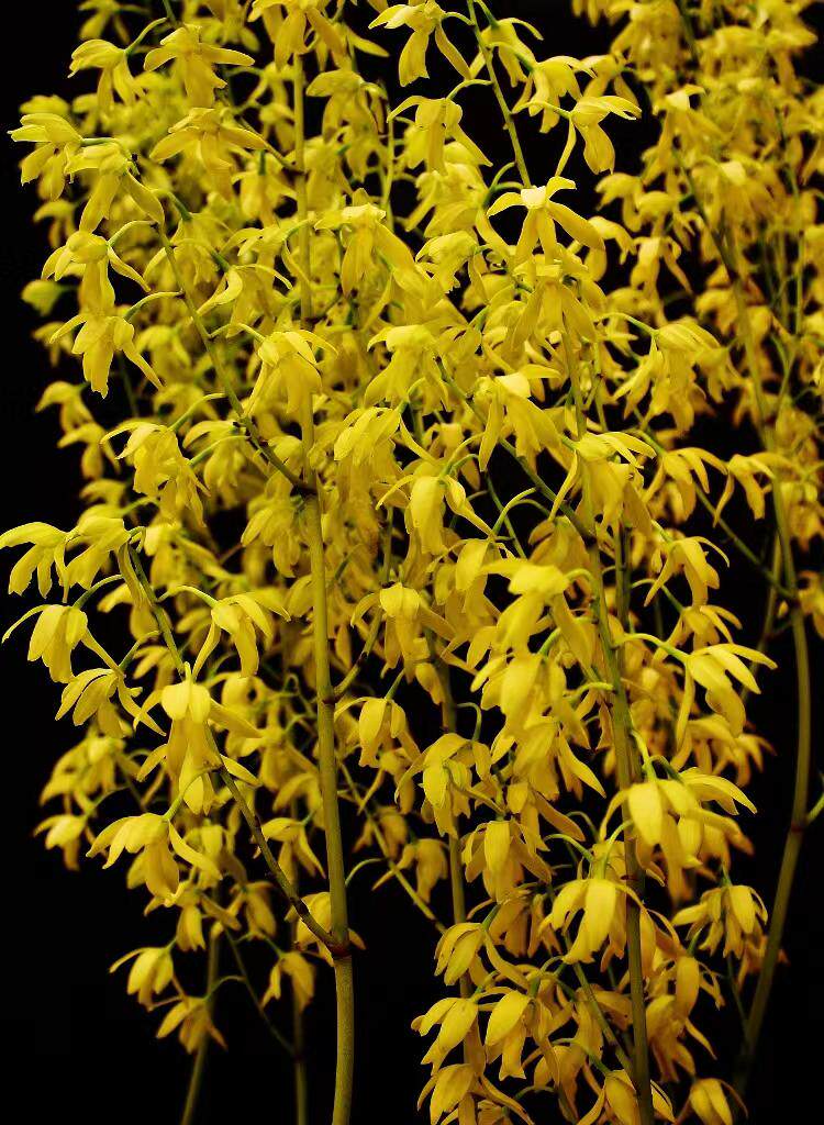 番茄雅韵堂树兰清香花量大