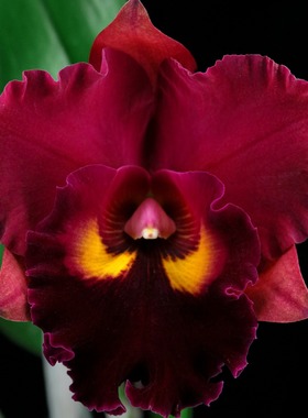 番茄雅韵堂Rlc. Chief Emperor'Red Tomatoes'红番茄卡特兰花浓香