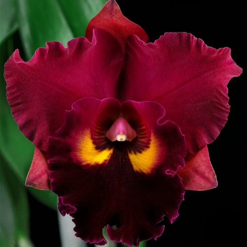 雅韵堂兰花阳台花园包邮卡特兰