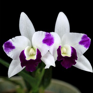 番茄雅韵堂夏日的雪小株型雨林缸桌面洋兰卡特兰花