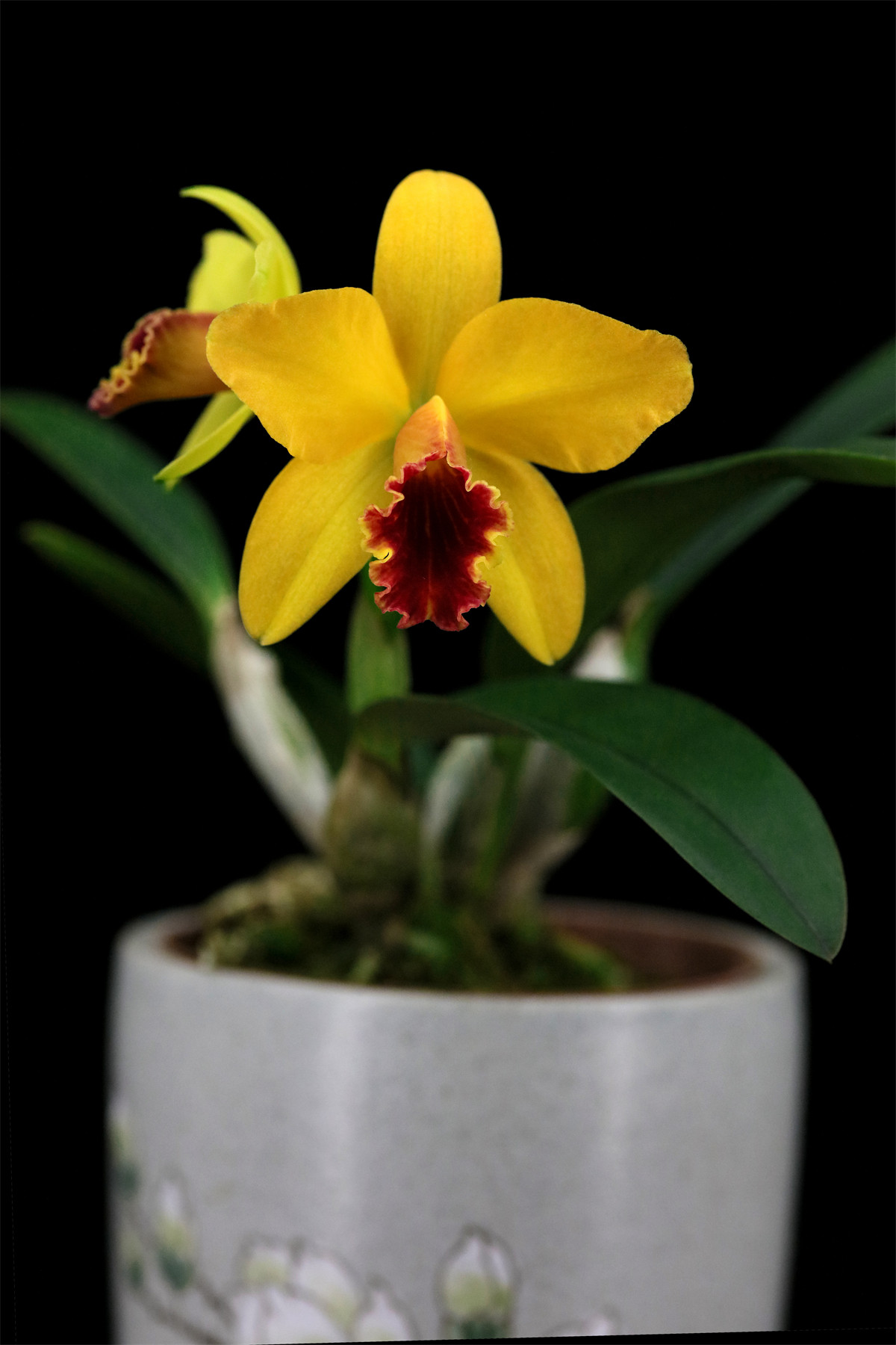 seagulls beaulu queen惠雅迷你卡特兰花洋兰