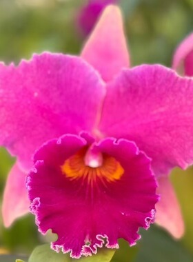 番茄雅韵堂Rlc.Duh's Brave杜氏迷漫0209-E卡特兰花洋兰