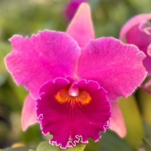 E卡特兰花洋兰 Brave杜氏迷漫0209 番茄雅韵堂Rlc.Duh