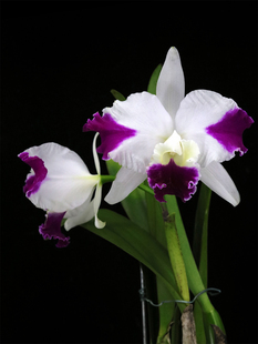 番茄雅韵堂C. Memoria Doctor Peng‘Combe 甘比大花卡特兰花浓香