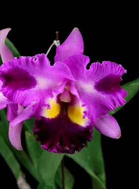 番茄雅韵堂Rlc.TaiWan Yi Mei'Crazy Night'疯狂之夜大花卡特兰花