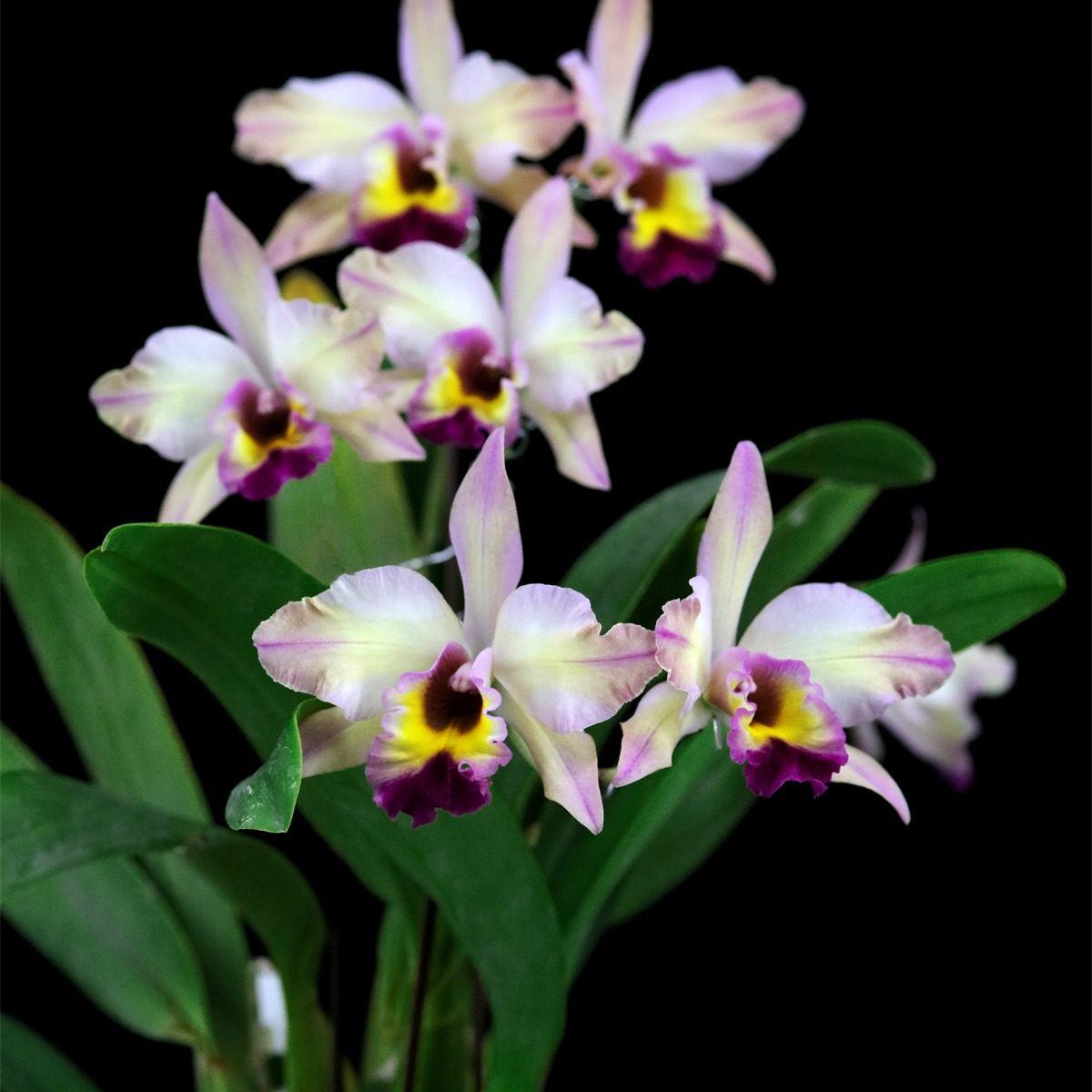番茄雅韵堂Rth.（Fush Glory  X Laelia Qurea）十样锦卡特兰,鲜花速递/花卉仿真/绿植园艺,国兰/杂交兰/洋兰类,淘宝优惠券,粉丝福利购,淘宝优惠卷