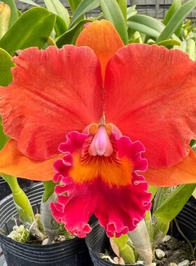 番茄雅韵堂Rlc. （Duh's Honey xDuh's  Victory）皇家1130318-1