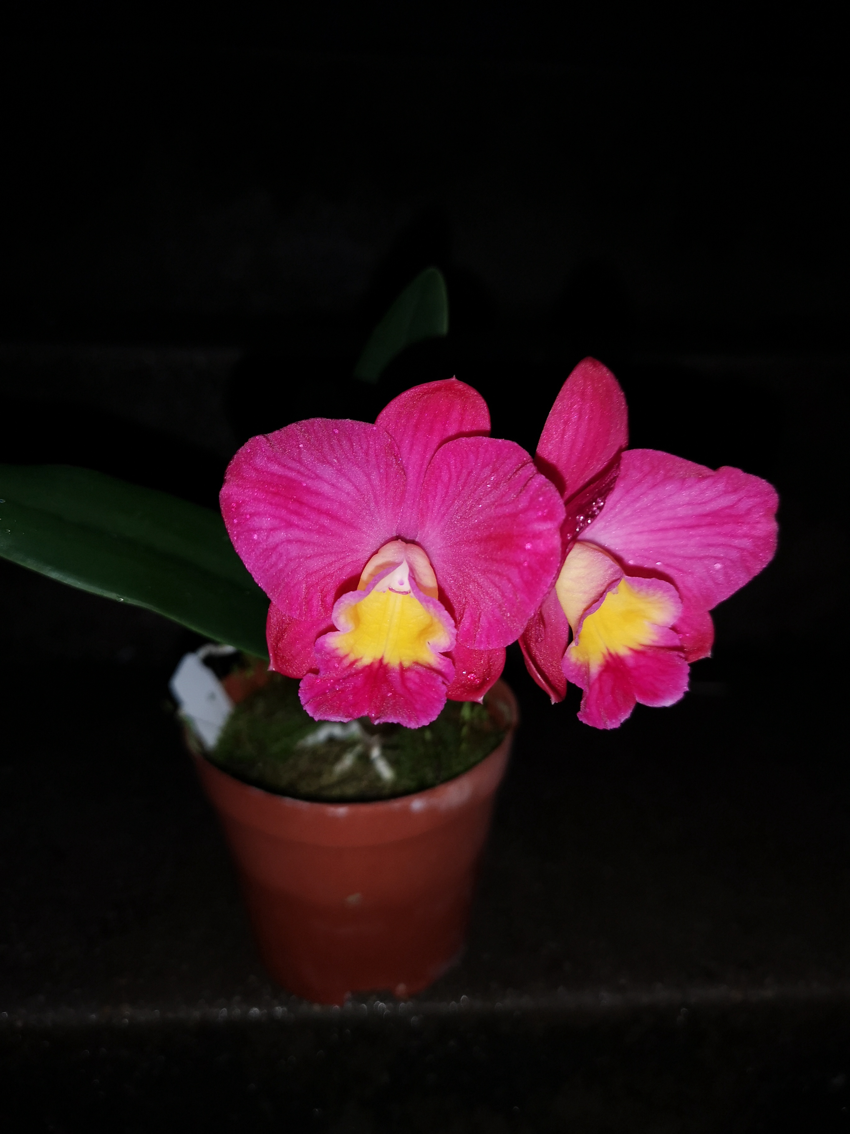 迷你卡特兰雅韵堂阳台雨林缸包邮