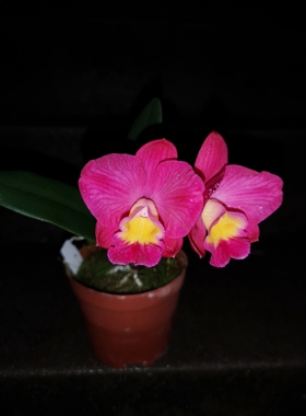 番茄雅韵堂Ctt. Chief Berry‘草莓’袖珍卡特兰兰花雨林缸植物