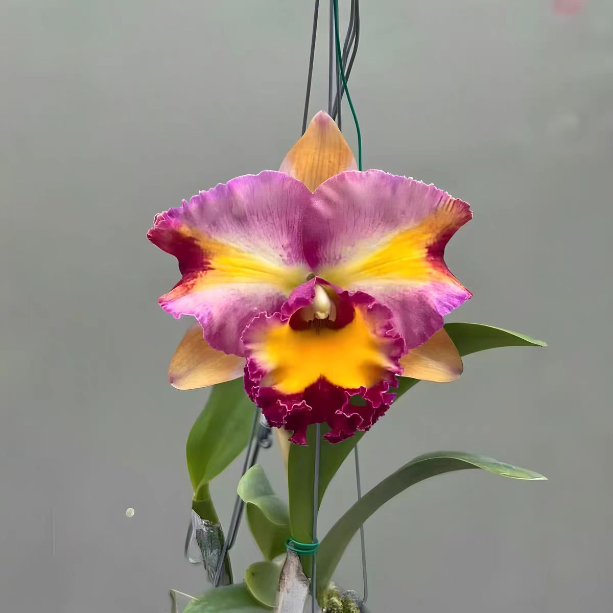 番茄雅韵堂RIc.Chaweewan Fancy七彩范西大花卡特兰花洋兰