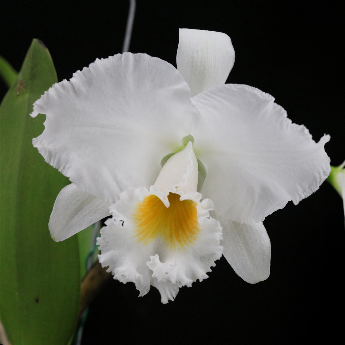 番茄雅韵堂白色大花卡特兰香味好