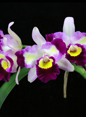 番茄雅韵堂包邮Rlc. Vigour Greensplash 玉娇龙大花卡特兰花洋兰