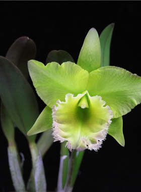 番茄雅韵堂Rlc. Duh's Wisdom 'Melody'美乐帝中矮大花卡特兰花