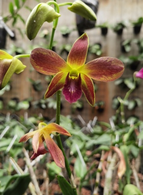 番茄雅韵堂Den.  Give By God 'M' 蓝色礼物泼墨石斛兰花洋兰