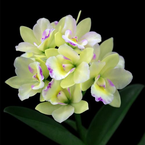 雅韵堂兰花易开花阳台包邮卡特兰