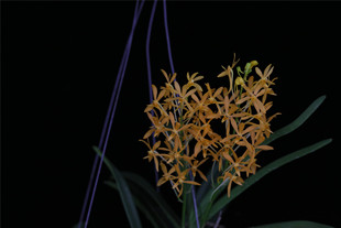 番茄雅韵堂【狮子心】（稀有黄色系风兰）洋兰兰花