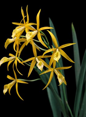 番茄雅韵堂Bl . Yellow Bird 黄鸟新手必养卡特兰洋兰花勤花好养