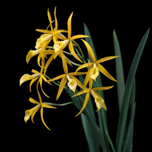 番茄雅韵堂Bl . Yellow Bird 黄鸟新手必养卡特兰洋兰花勤花好养