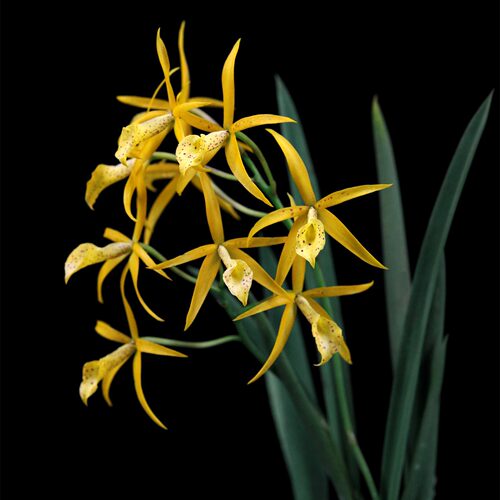 雅韵堂室内阳台勤花多花卡特兰花