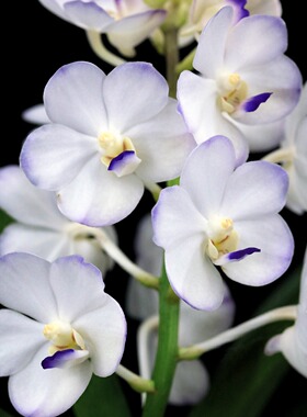 番茄雅韵堂V.Viboon Velvet ‘Turandot’朵兰图勤花万代兰花