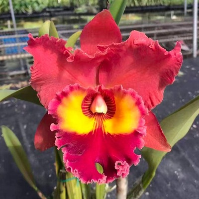 雅韵堂阳台花园大花浓香卡特兰花