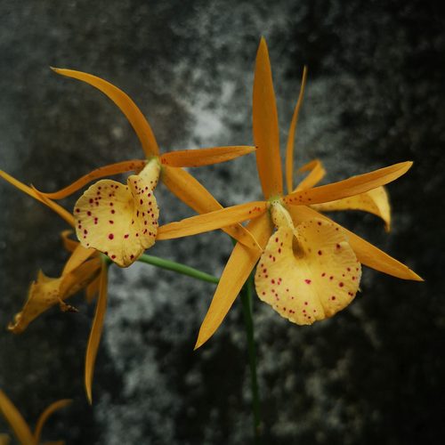 雅韵堂兰花阳台卡特兰开花机器