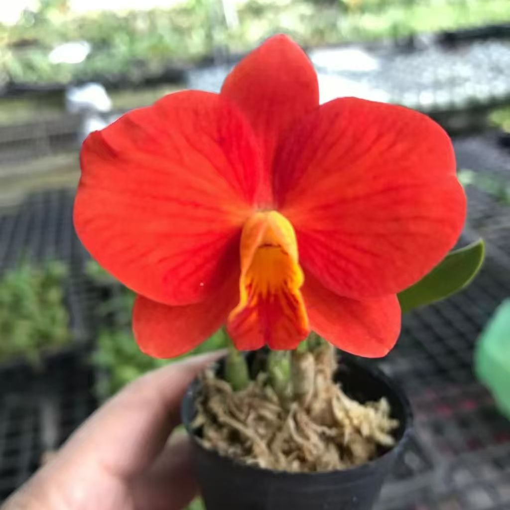 雅韵堂兰花包邮桌面雨林缸卡特兰