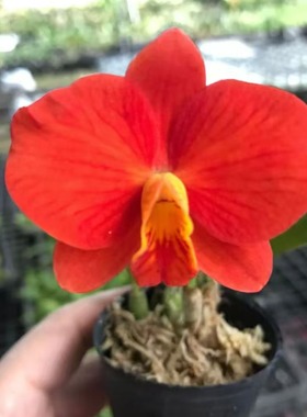 番茄雅韵堂Rlc. Chief Gem‘Red Jewel’红宝石迷你卡特兰花洋兰