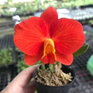 Jewel’红宝石迷你卡特兰花洋兰 Gem‘Red 番茄雅韵堂Rlc. Chief