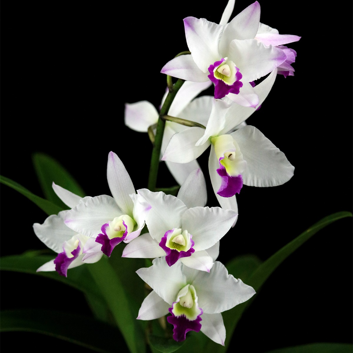 雅韵堂兰花阳台包邮卡特兰勤花