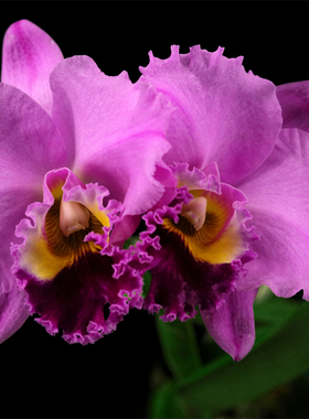 番茄雅韵堂 C. Antonetta Mahan 中山古典铭花卡特兰花洋兰包邮香